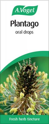 Plantago
