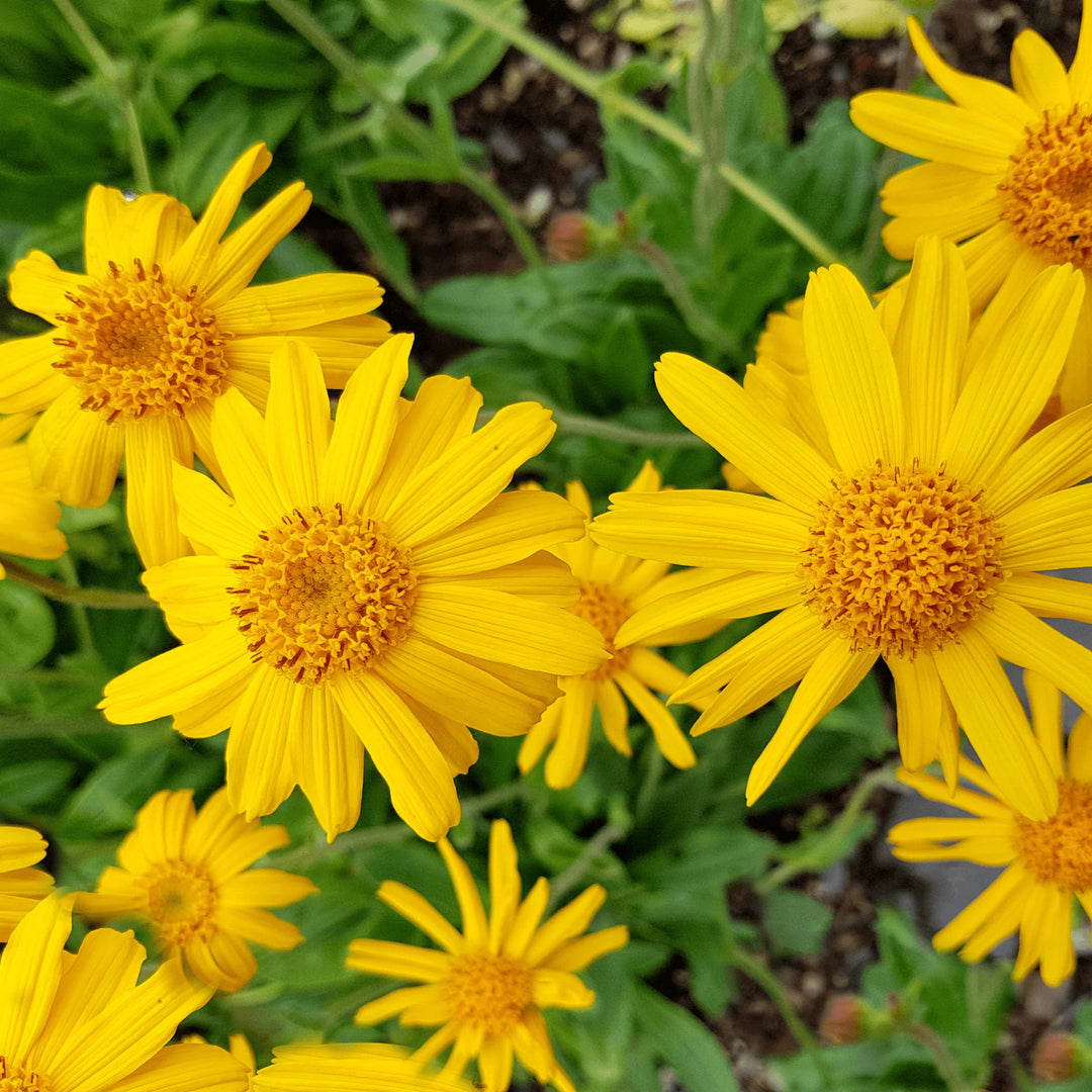 Arnica montana Fixed Oil