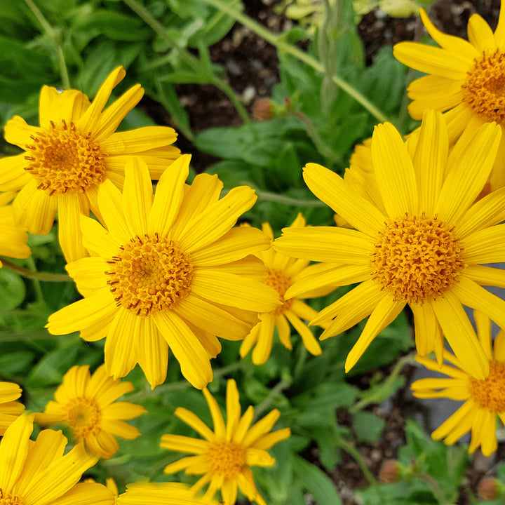 Arnica montana Fixed Oil