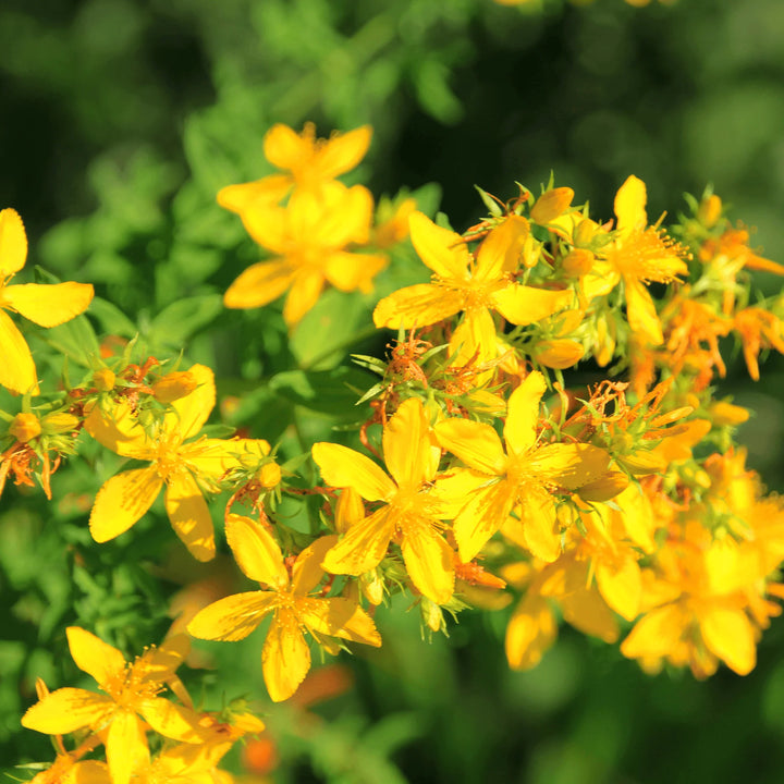 Hypericum perfoliatum (St John's Wort) Fixed Oil