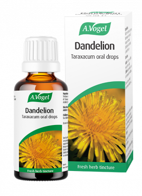 Dandelion (Taraxacum)
